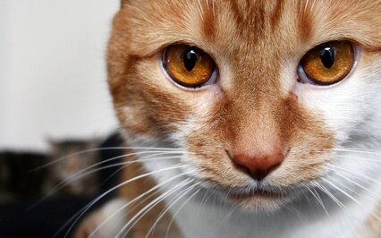 Картинка карие глаза, рыжий, macro, кошка, белый, кот, Cat, смотрит